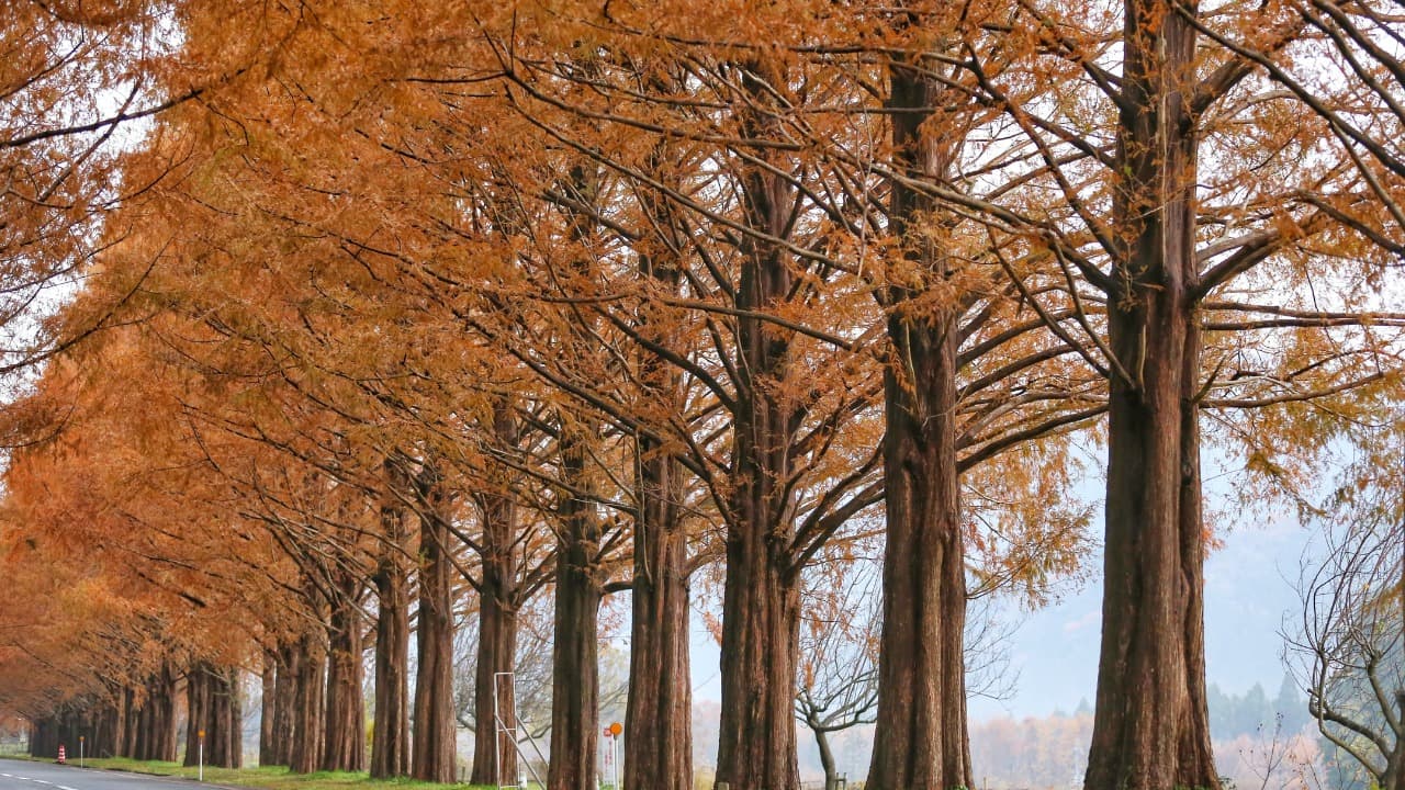2025年版】「日本の紅葉スポット3選｜一度は訪れたい秋の絶景」